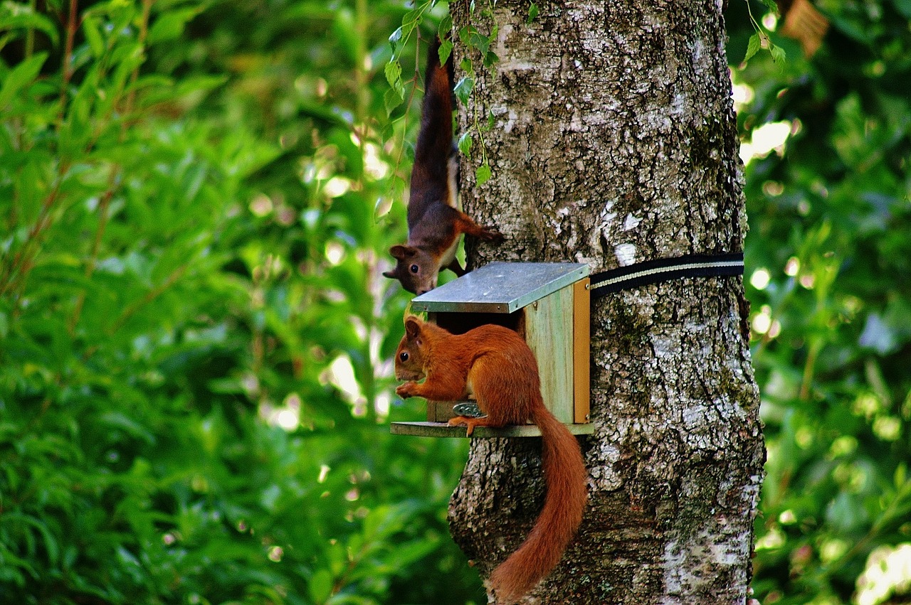 squirrel nager cute free photo