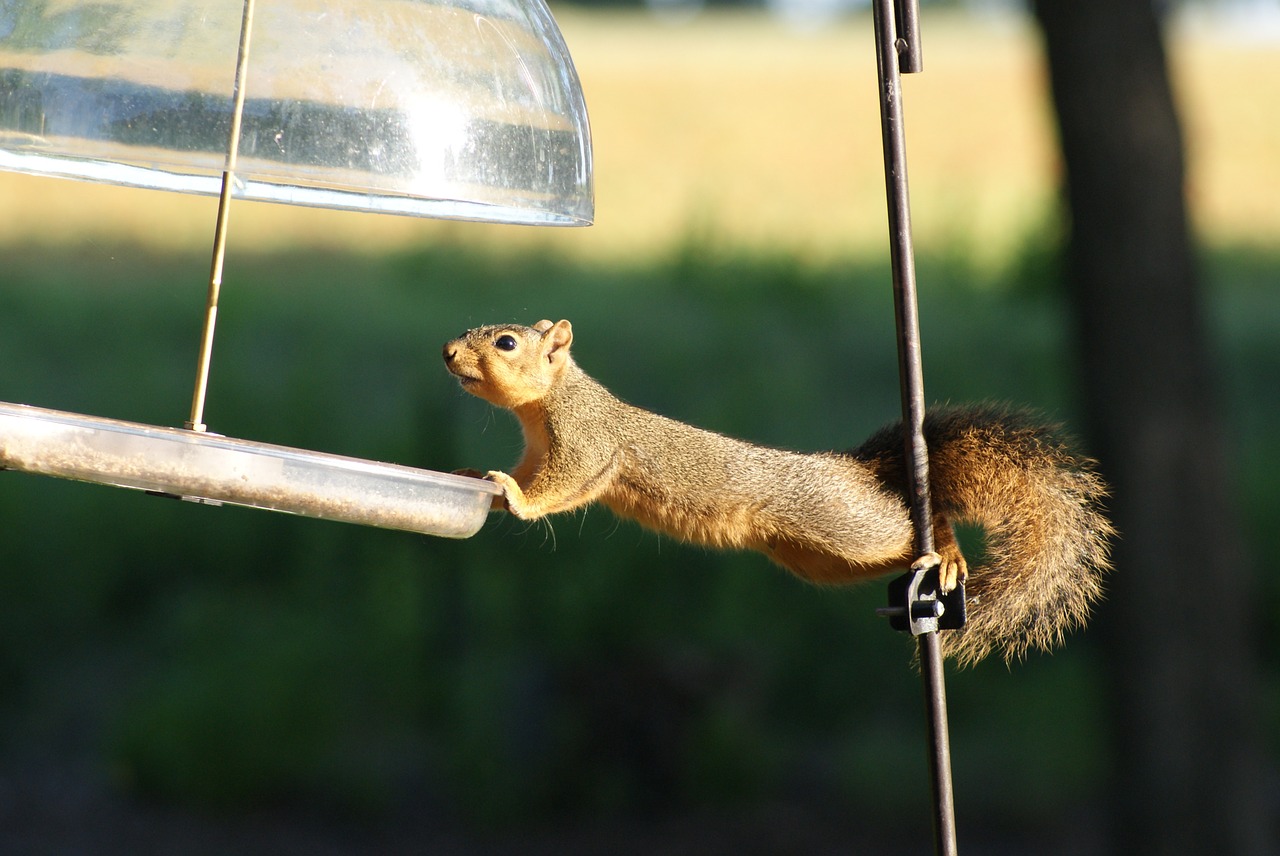 squirrel hungry acrobat free photo