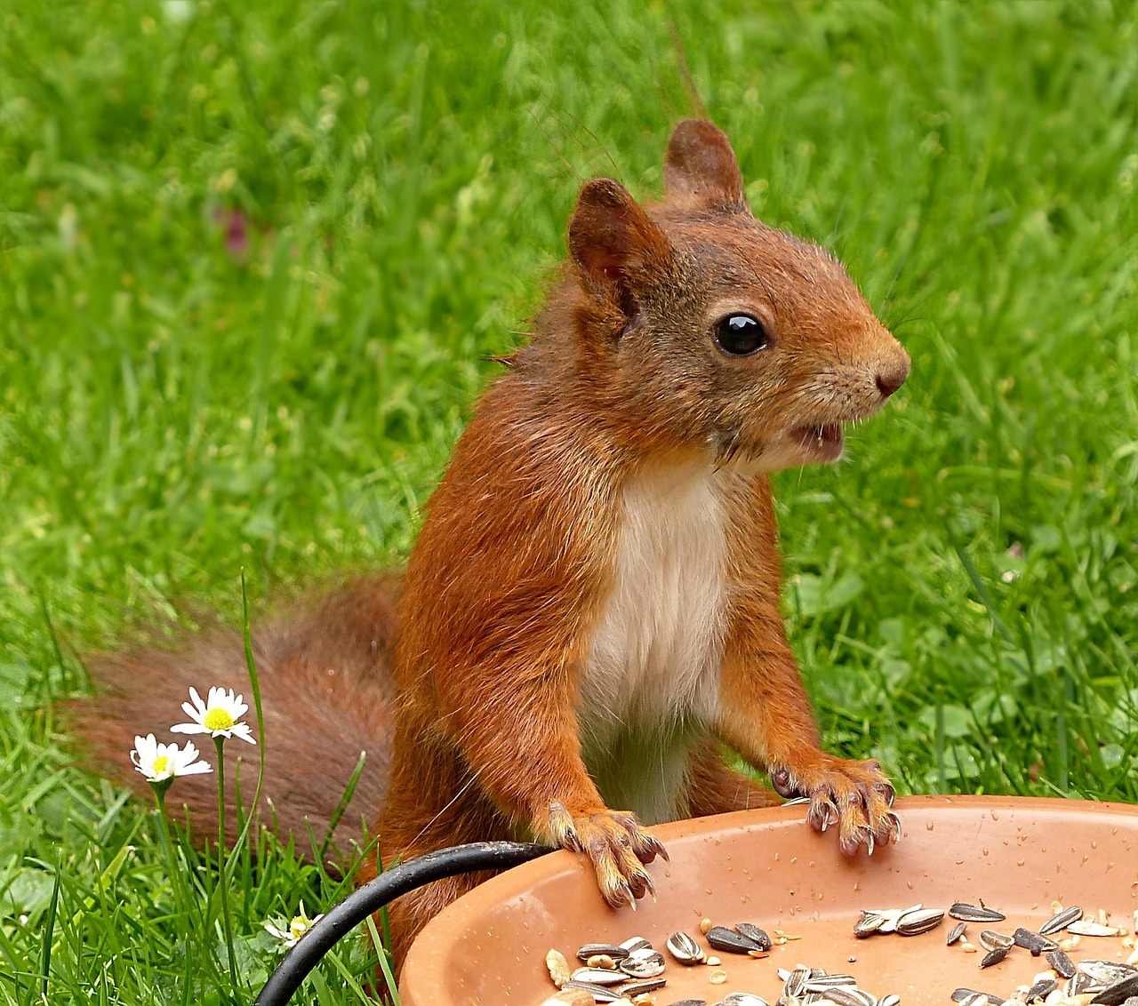 squirrel sciurus vulgaris major mammal free photo