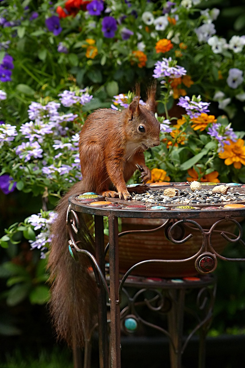 squirrel sciurus vulgaris major mammal free photo