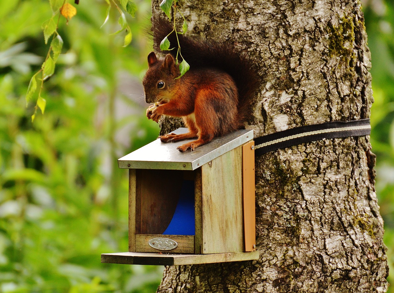 squirrel nager cute free photo