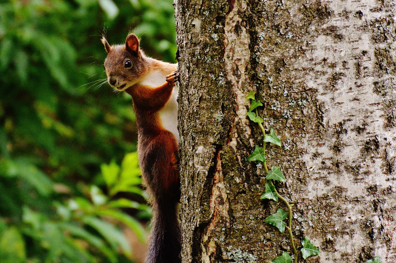 squirrel nager cute free photo