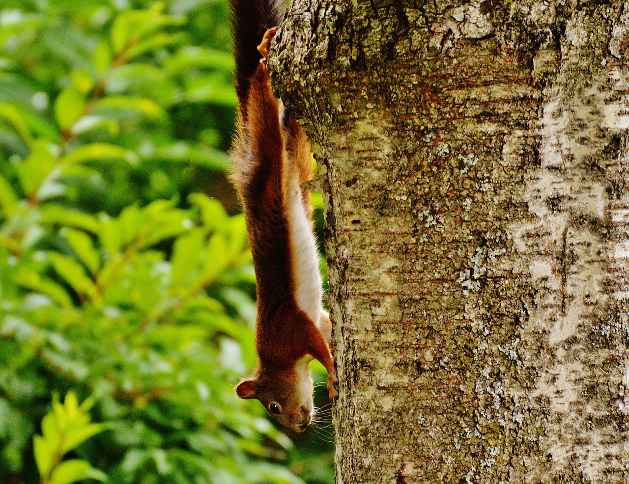 squirrel nager cute free photo