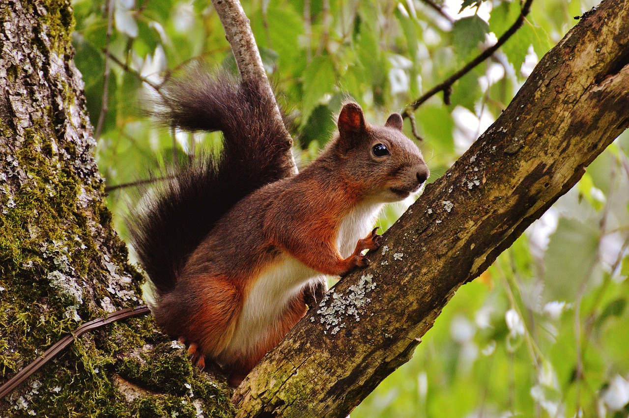 squirrel nager cute free photo