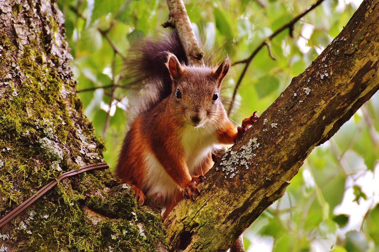 squirrel nager cute free photo