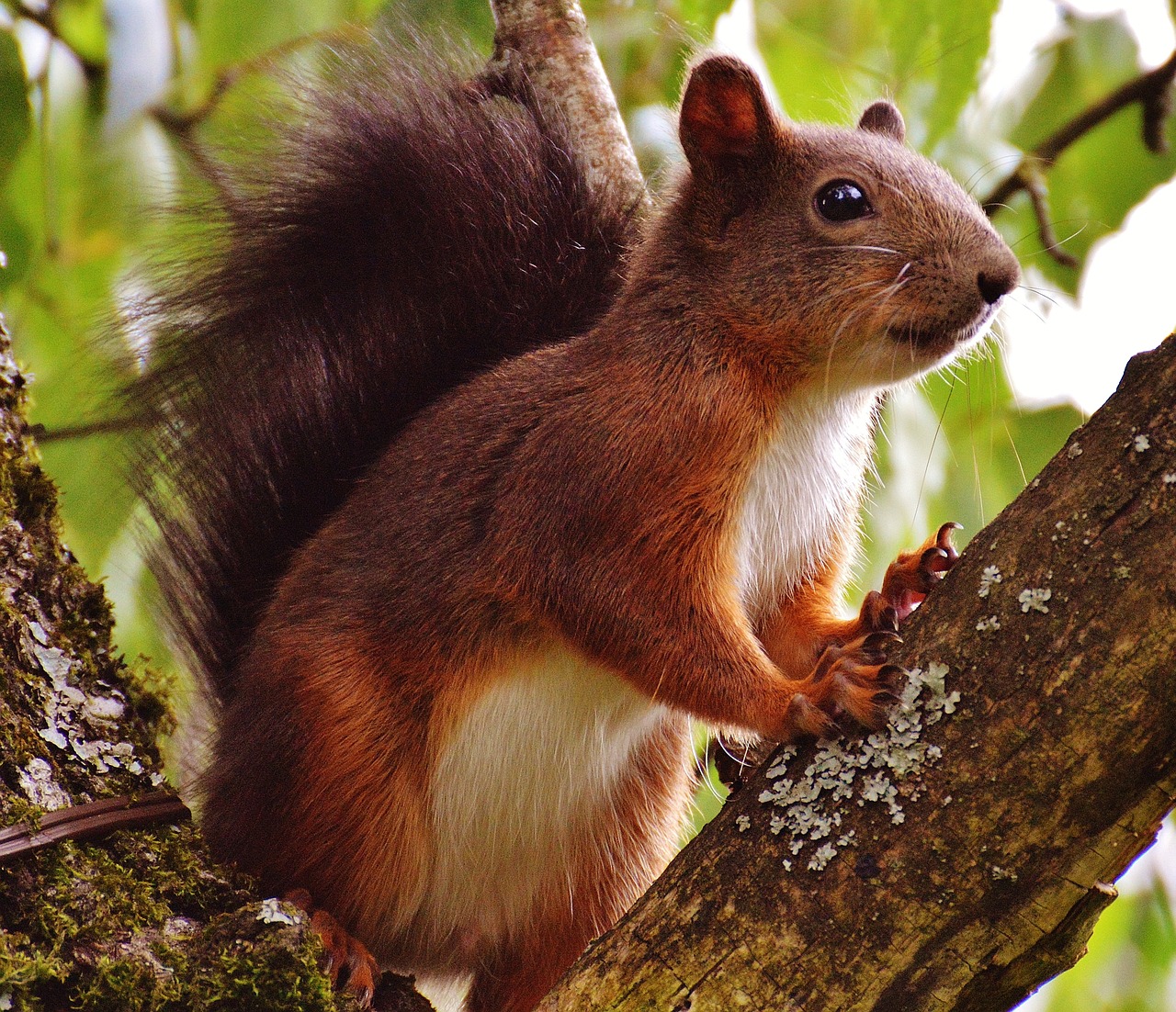 squirrel nager cute free photo