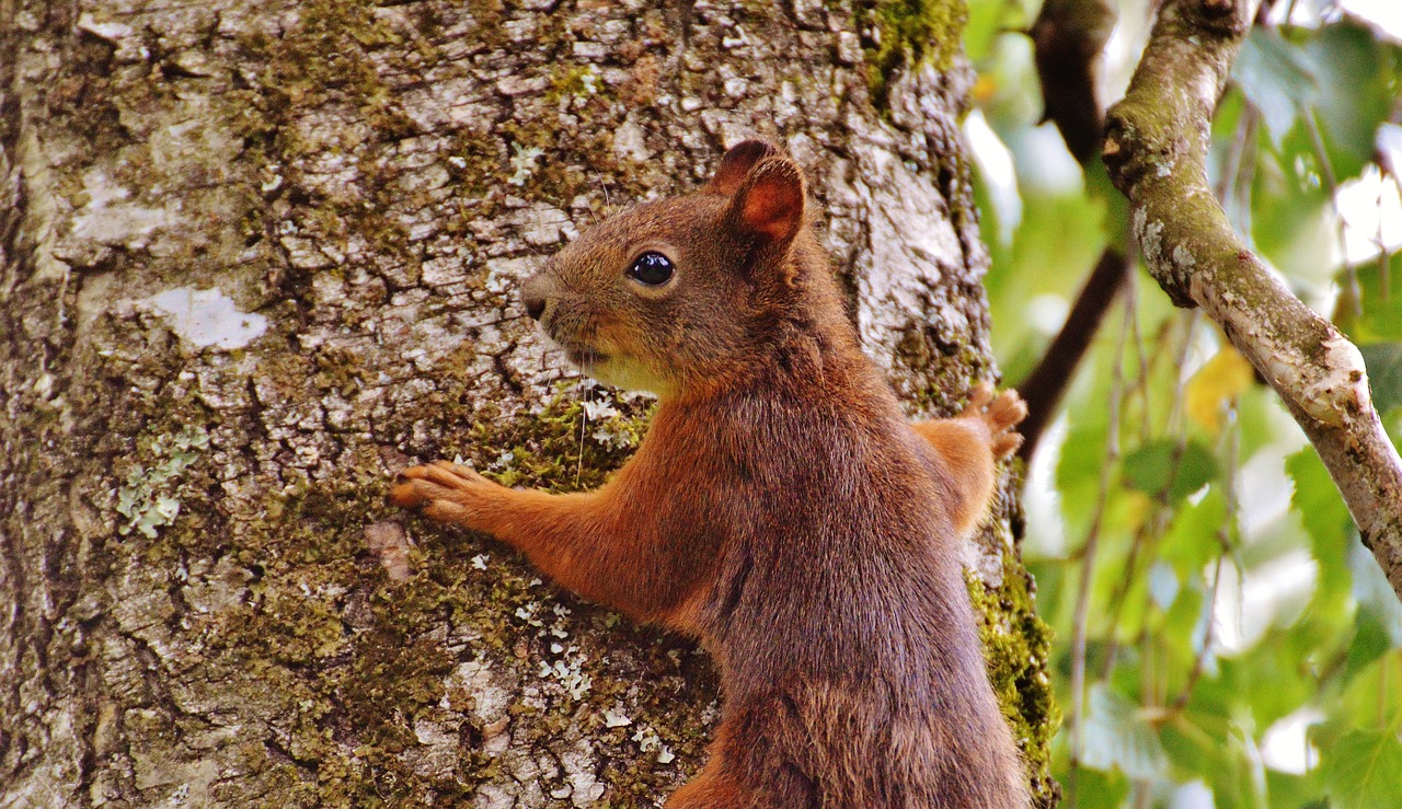 squirrel nager cute free photo