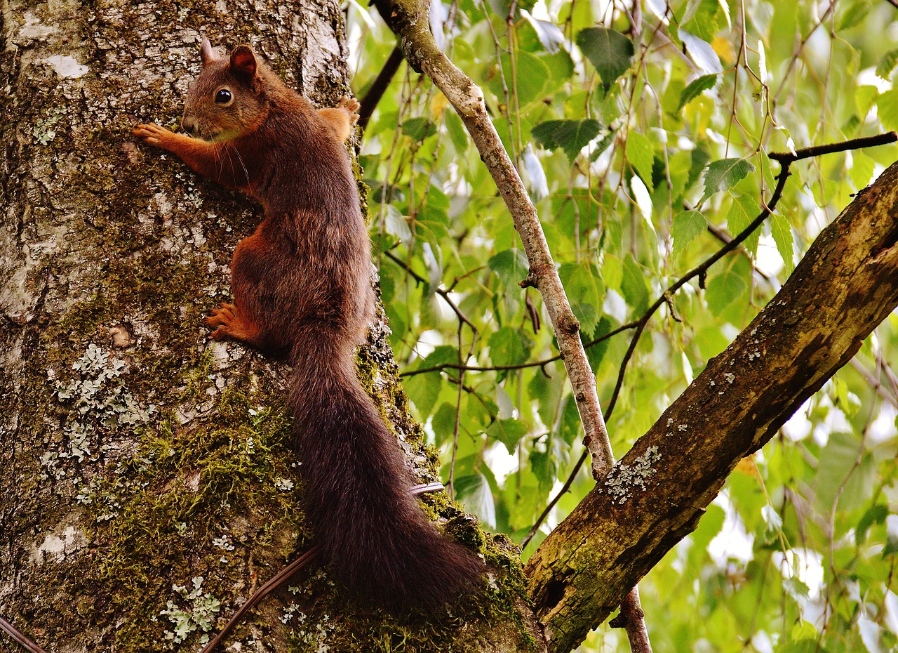 squirrel nager cute free photo