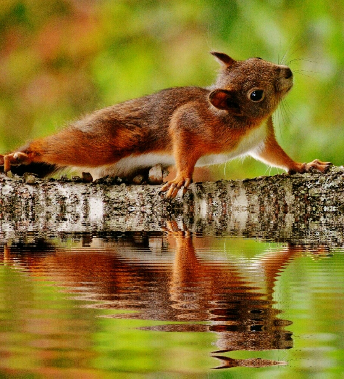 squirrel water mirroring free photo