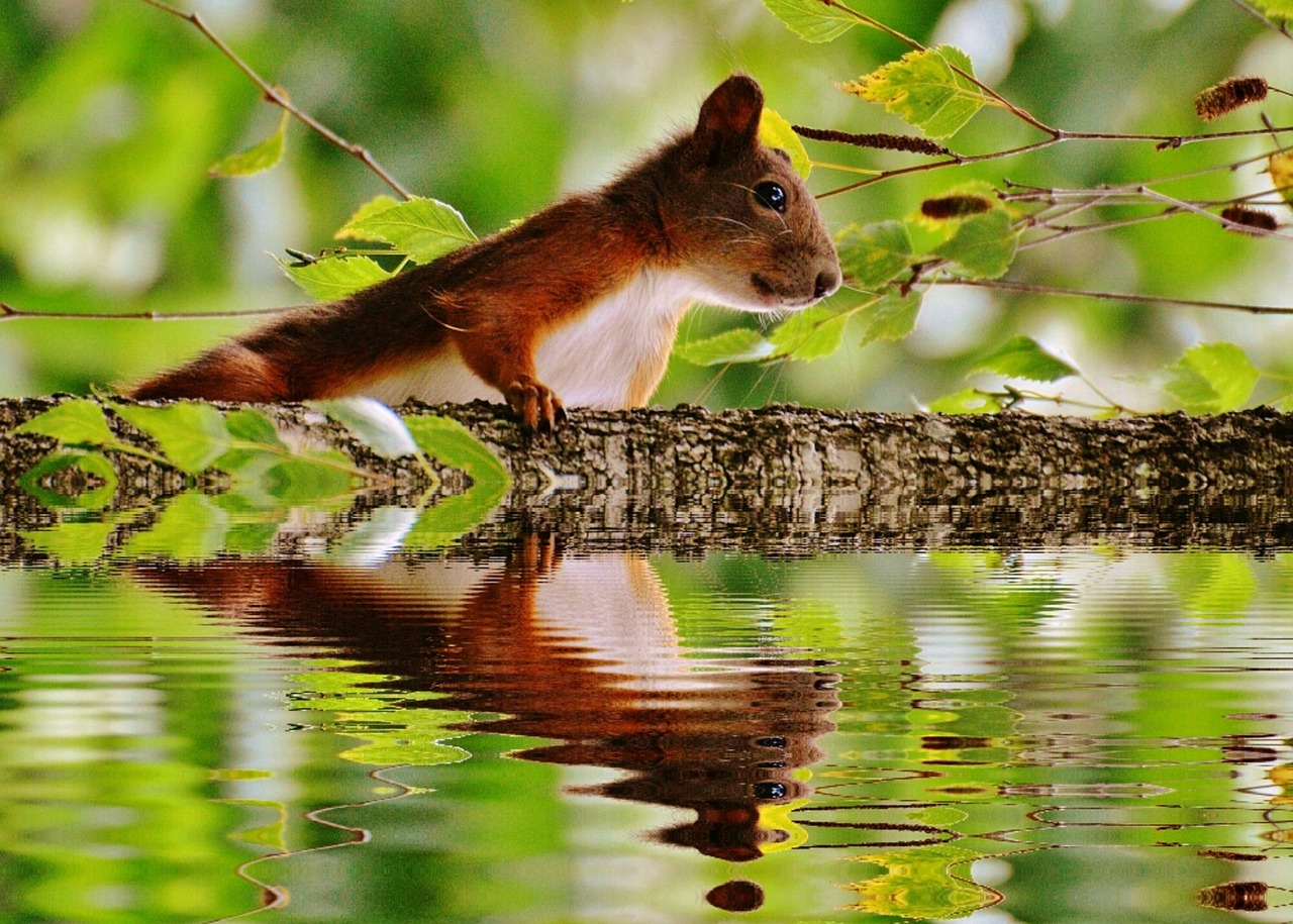 squirrel water mirroring free photo