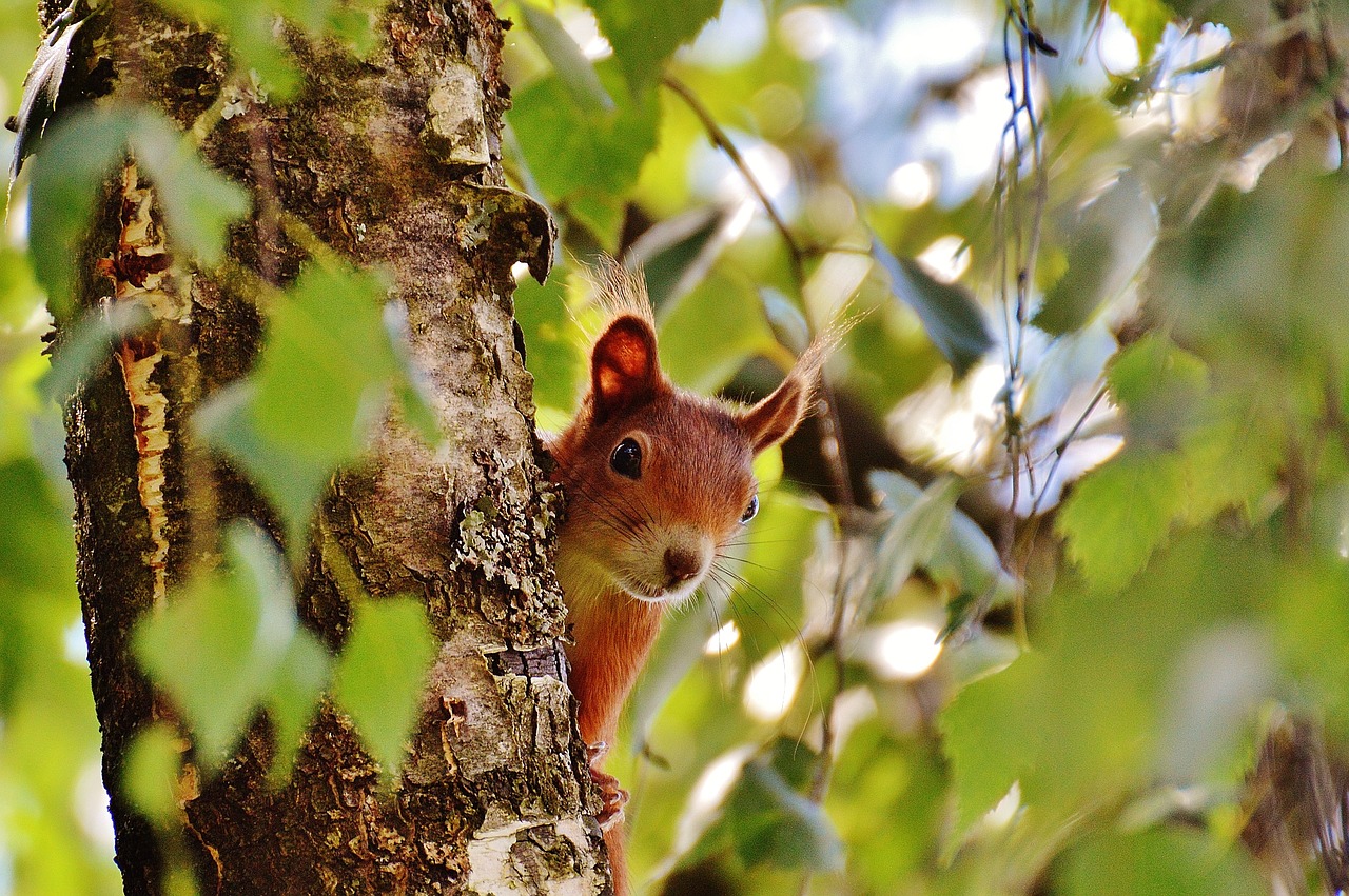 squirrel nager cute free photo