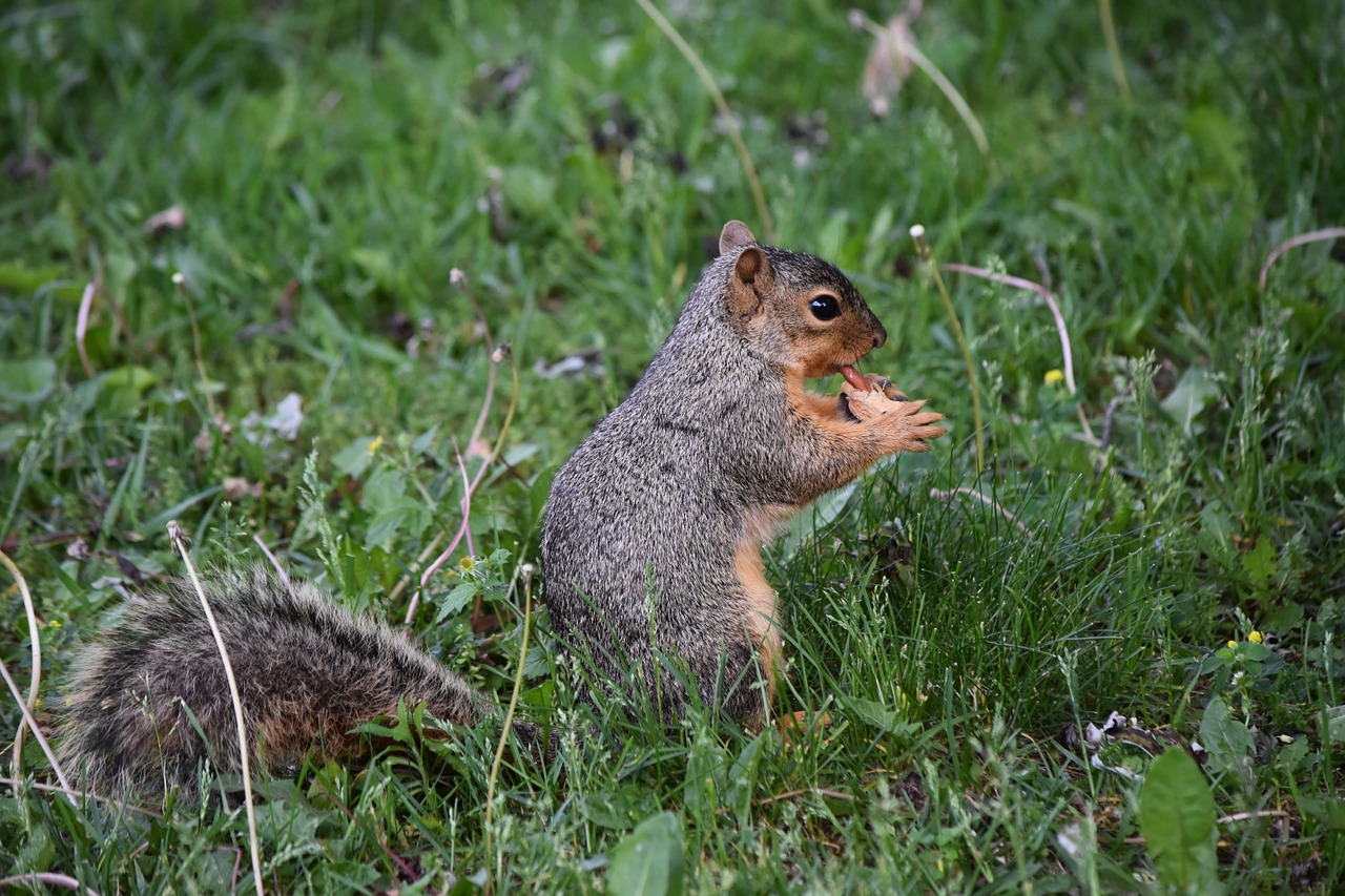 squirrel peanut wildlife free photo