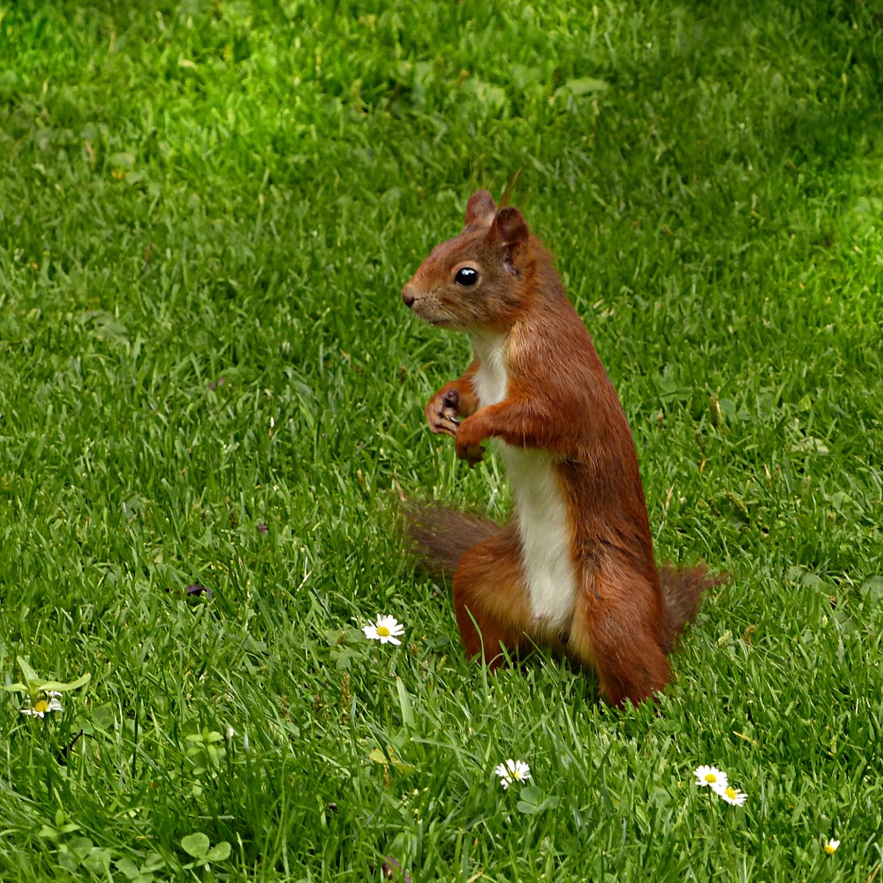 squirrel sciurus vulgaris major mammal free photo