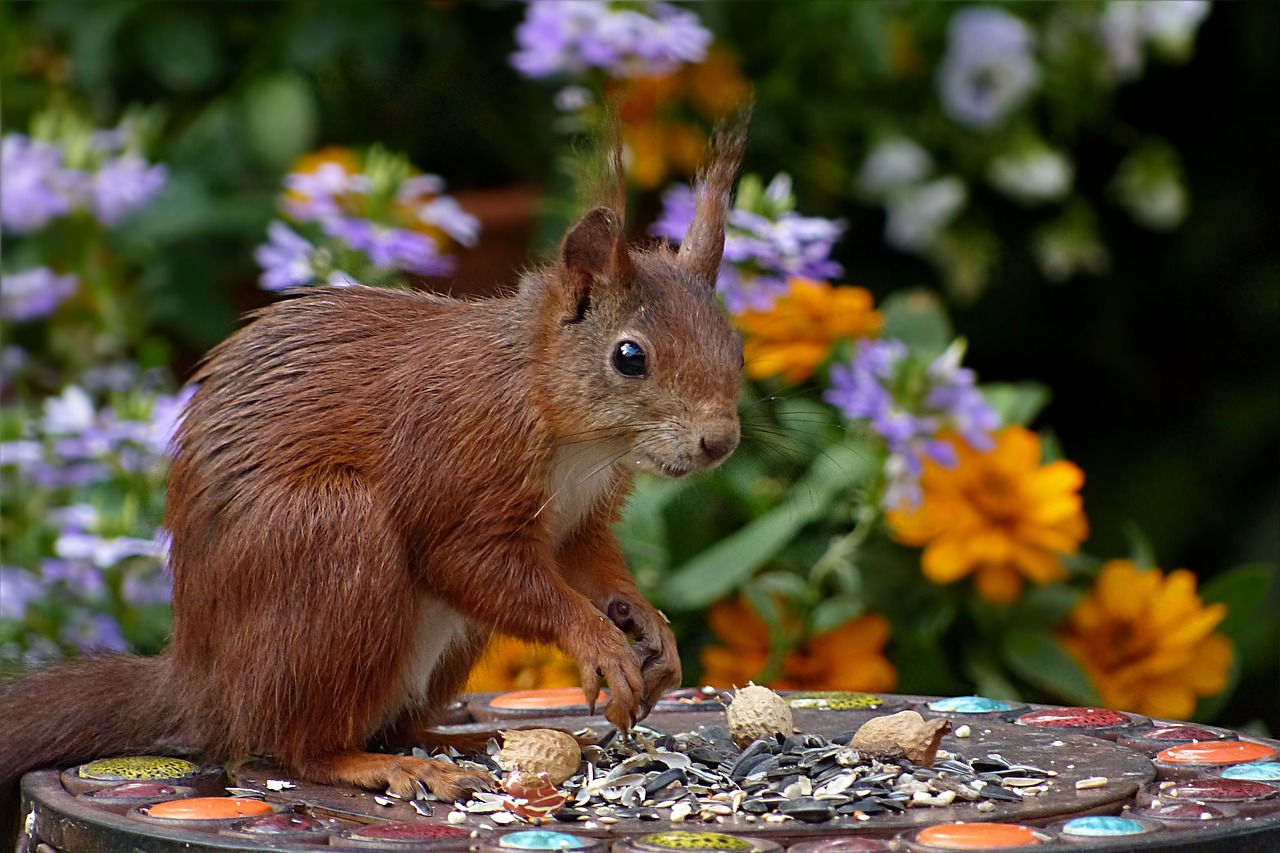 squirrel sciurus vulgaris major mammal free photo