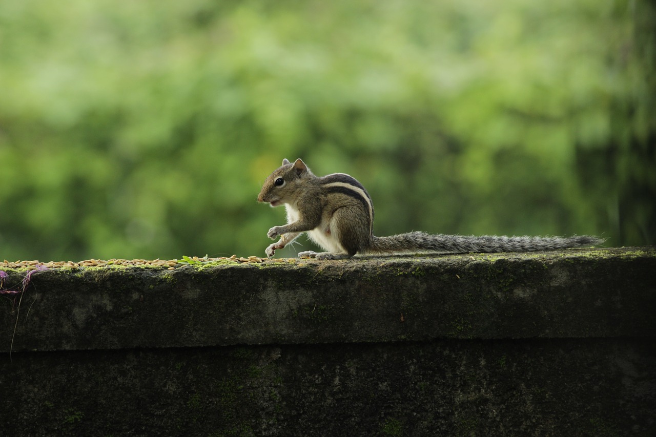 squirrel outdoor cute free photo