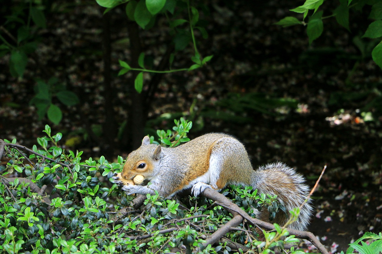 squirrel forest animal free photo