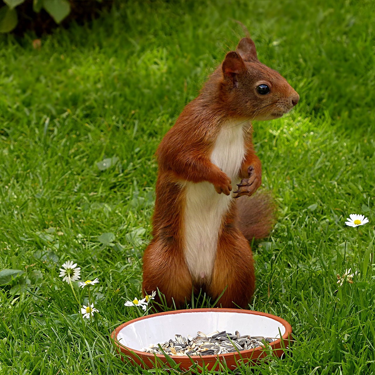 squirrel sciurus vulgaris major mammal free photo