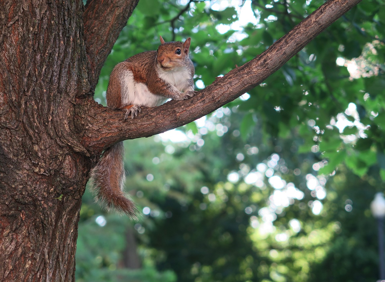 squirrel tree animal free photo