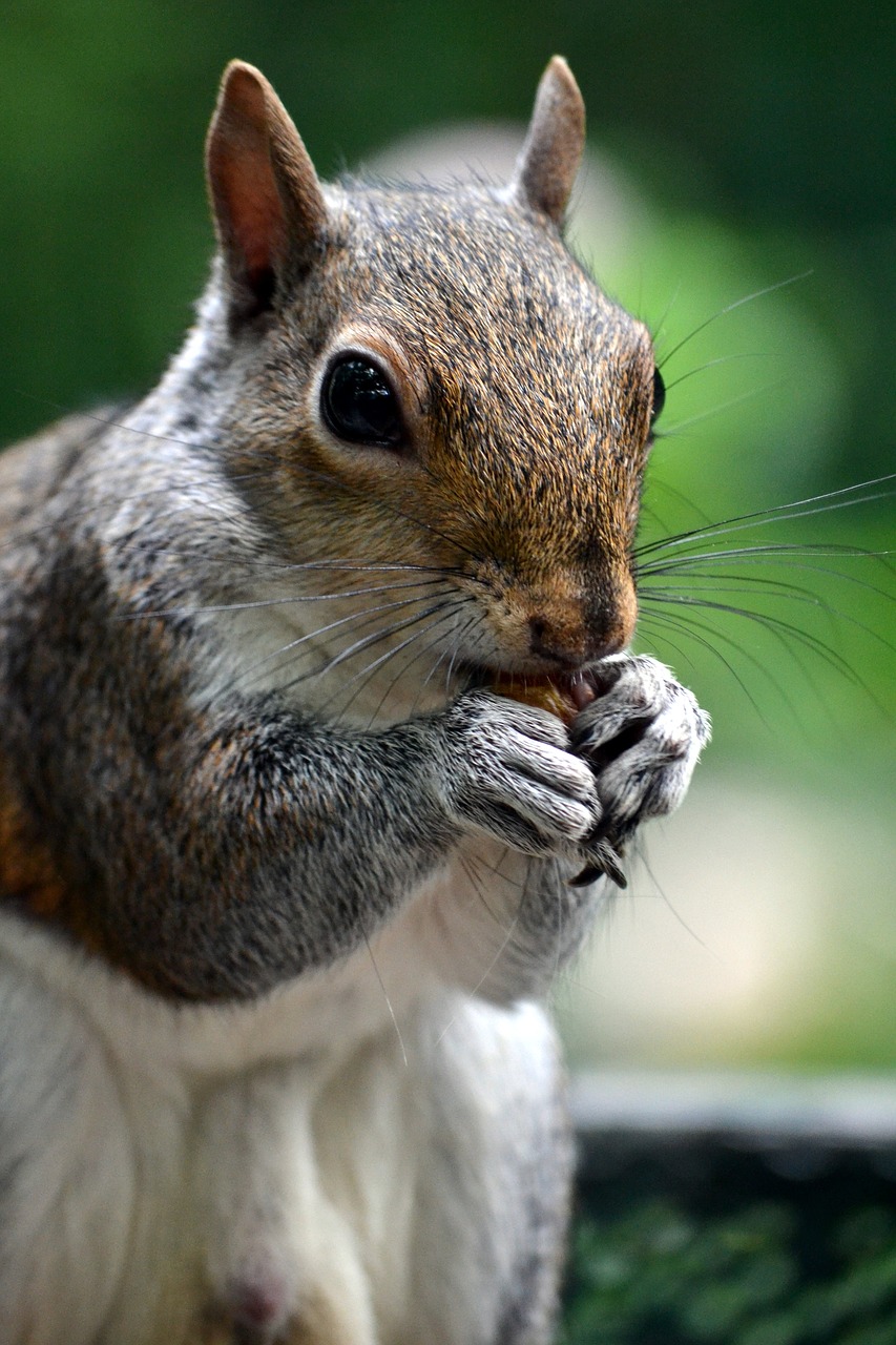 squirrel animal acorn free photo