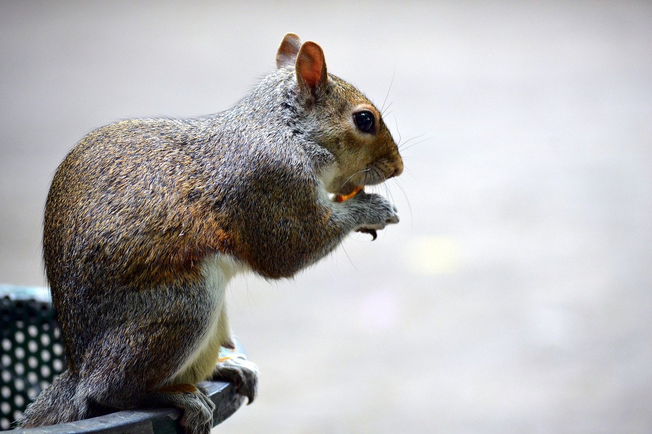 squirrel park acorn free photo