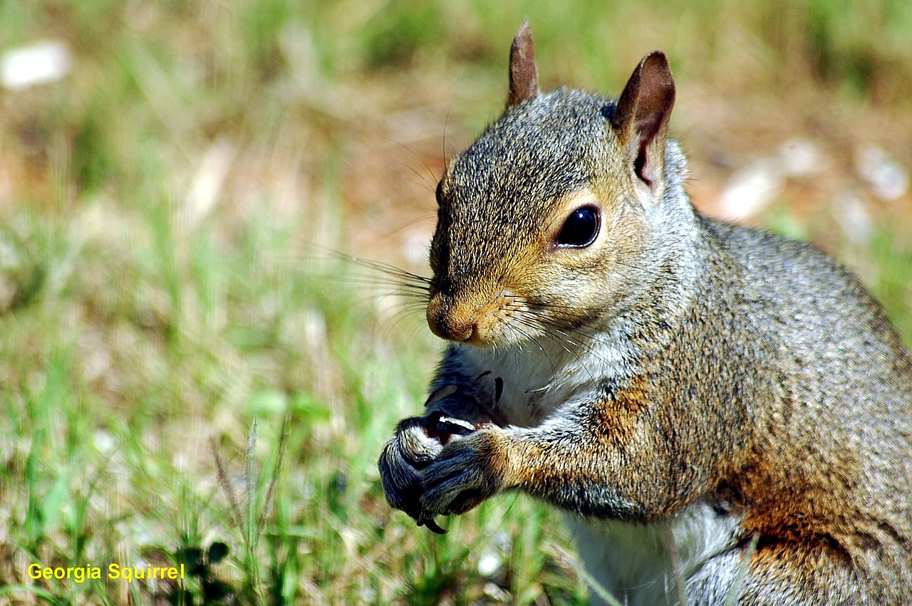 squirrel wildlife animal free photo