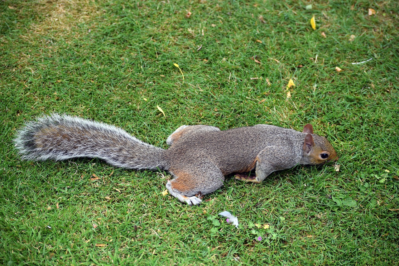squirrel grey squirrel wildlife free photo