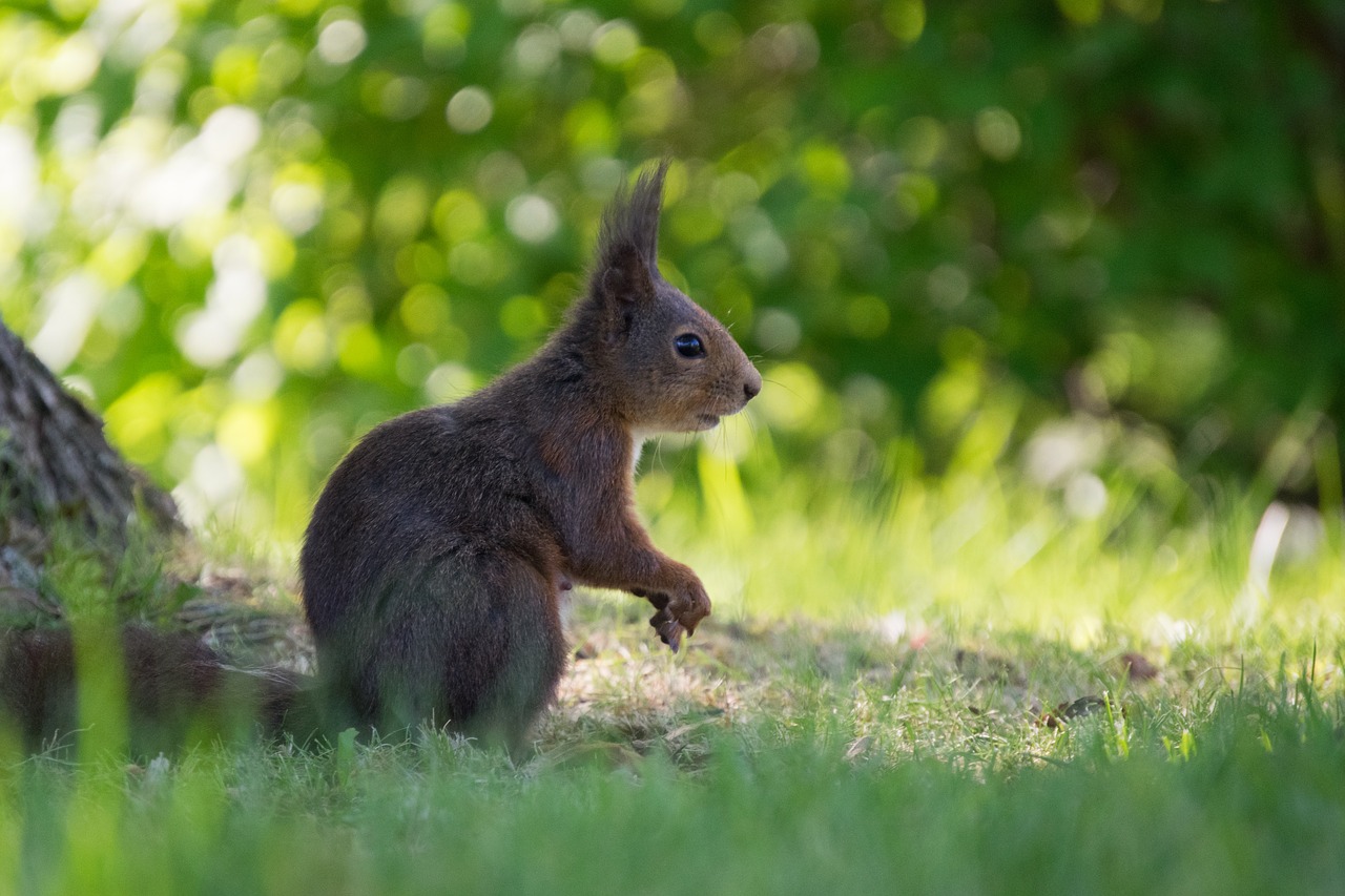 squirrel alone vigilant free photo