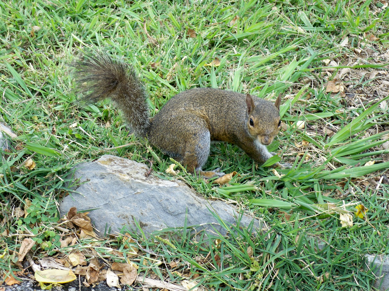 squirrel nature park free photo