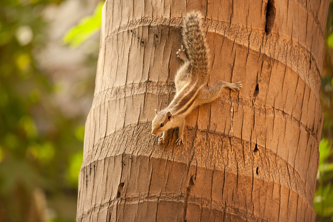 squirrel climbing down free photo