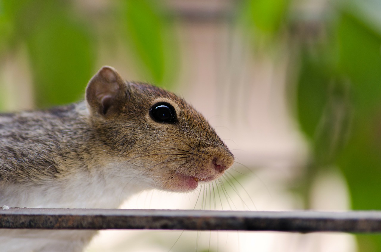 squirrel face wildlife free photo