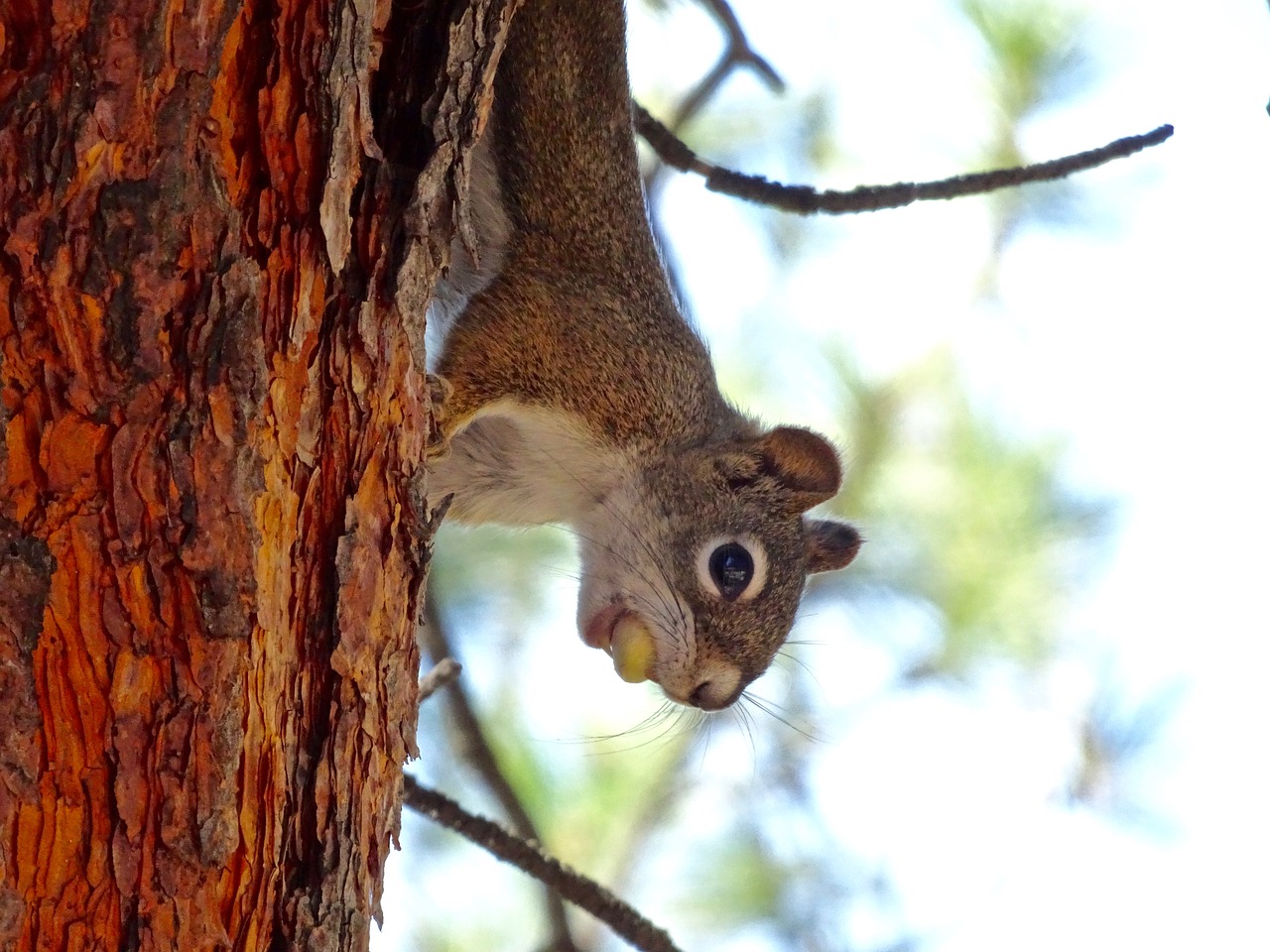 squirrel sciuridae rodent free photo