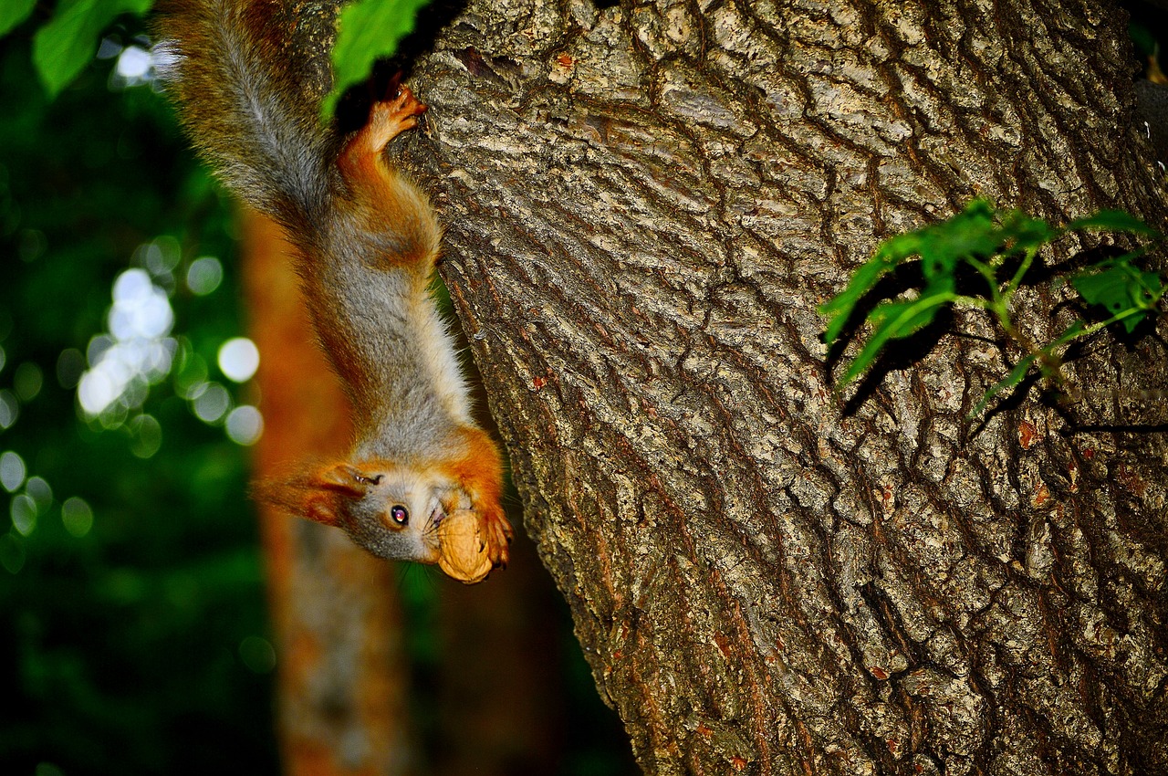 squirrel animal walnut free photo