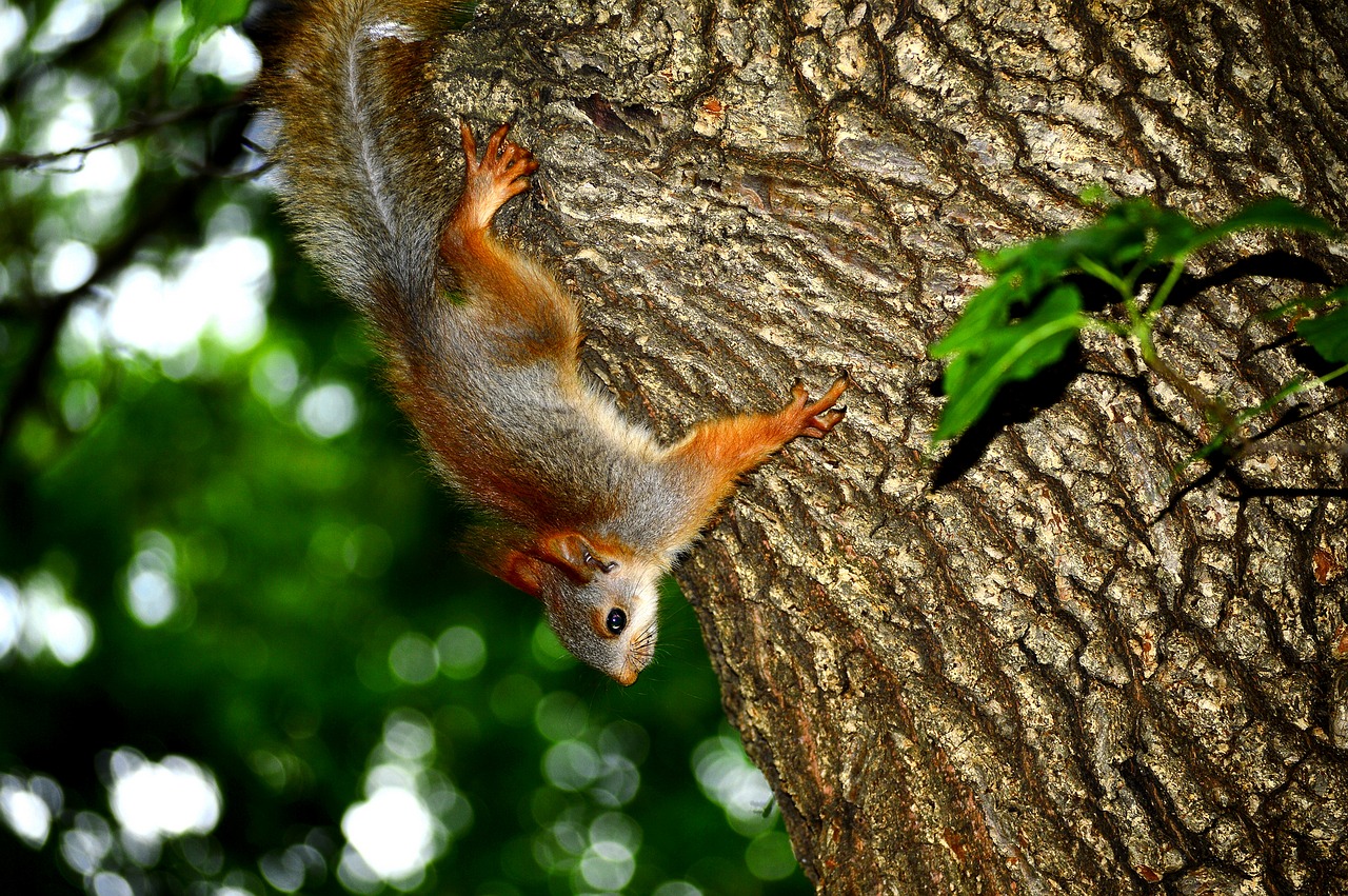 squirrel tree prirodazhivotnoe free photo