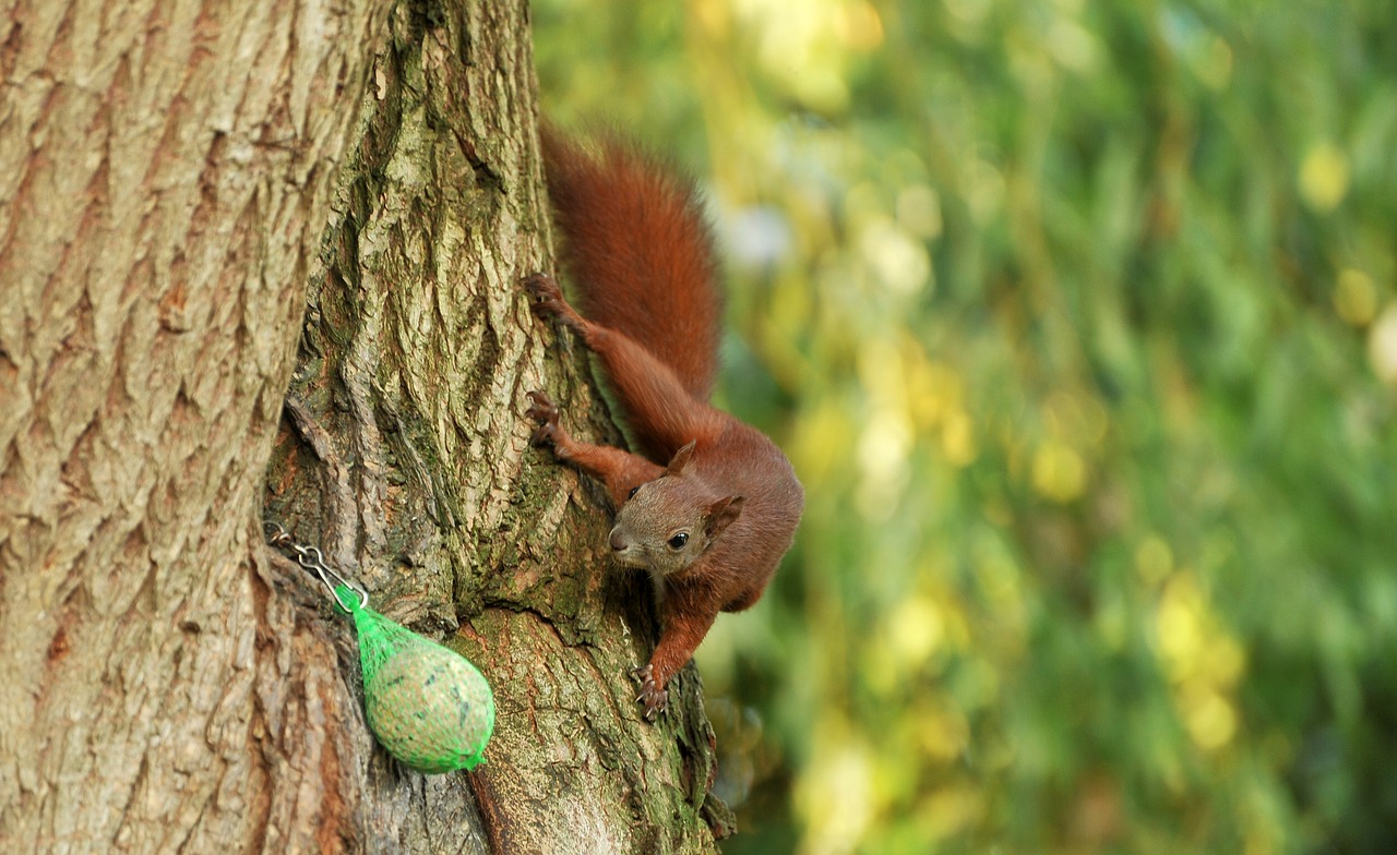 squirrel tree pasture free photo