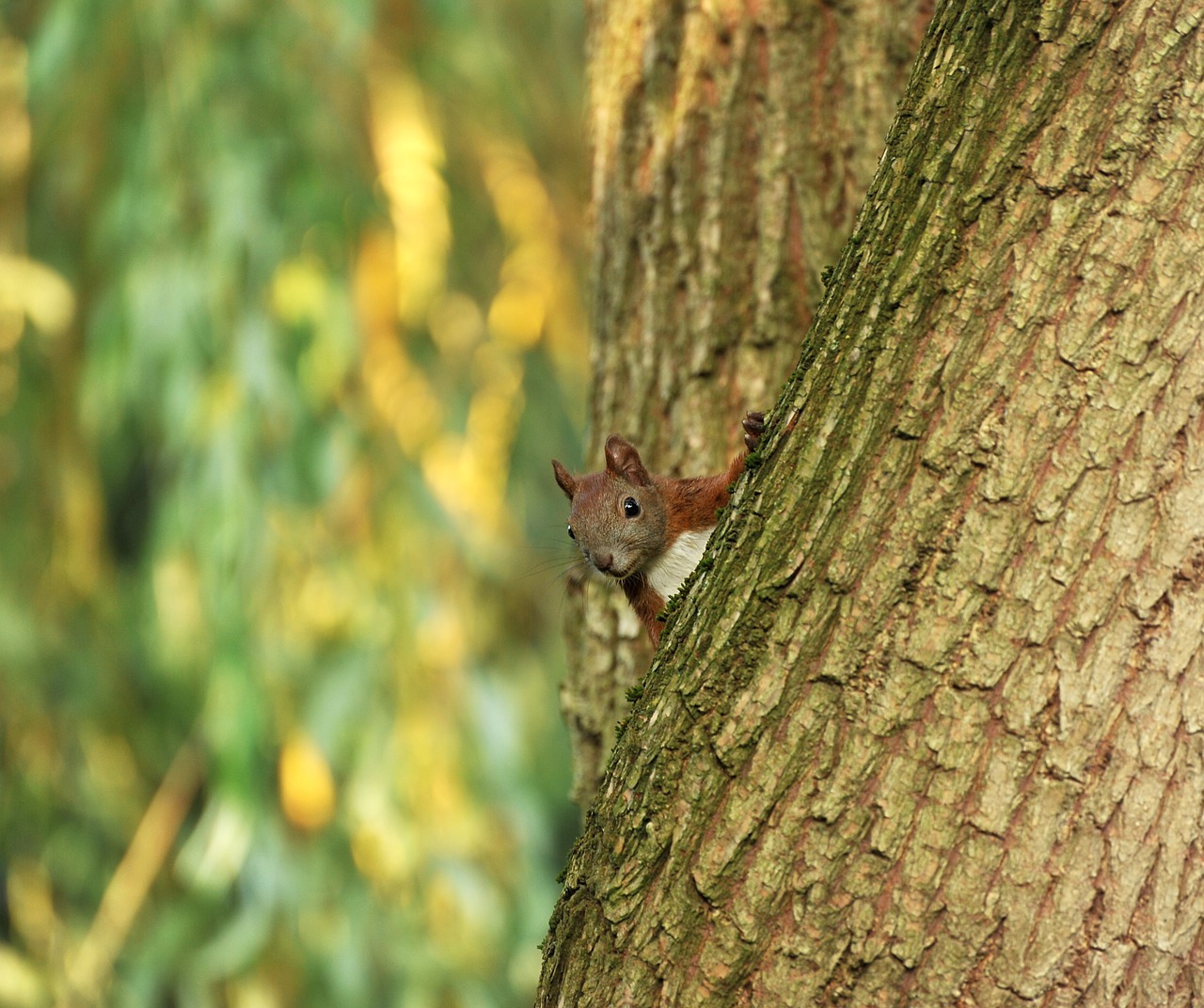 squirrel tree pasture free photo