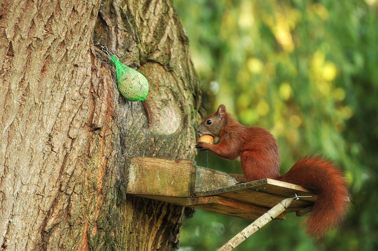 squirrel tree pasture free photo