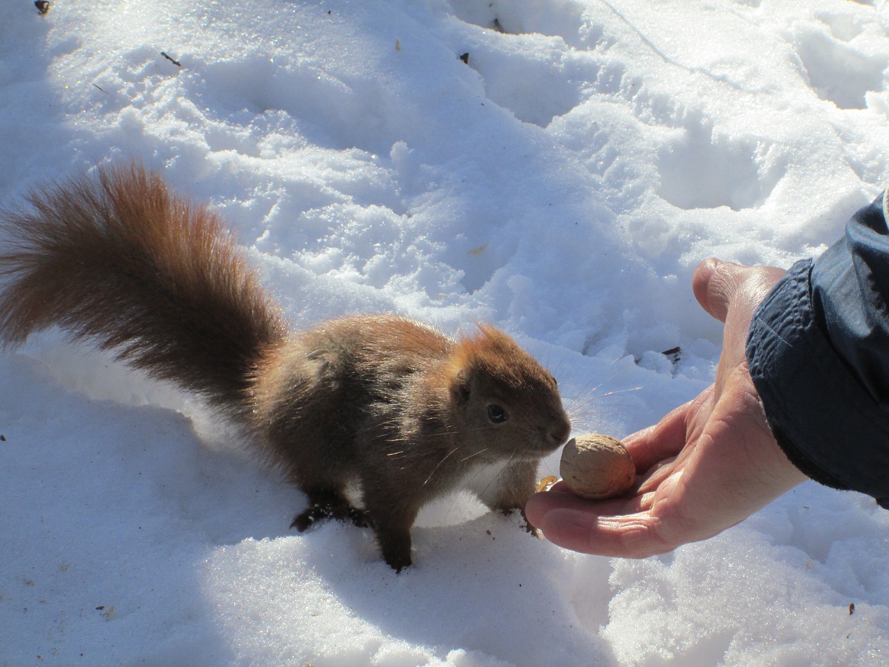 squirrel cute animal free photo