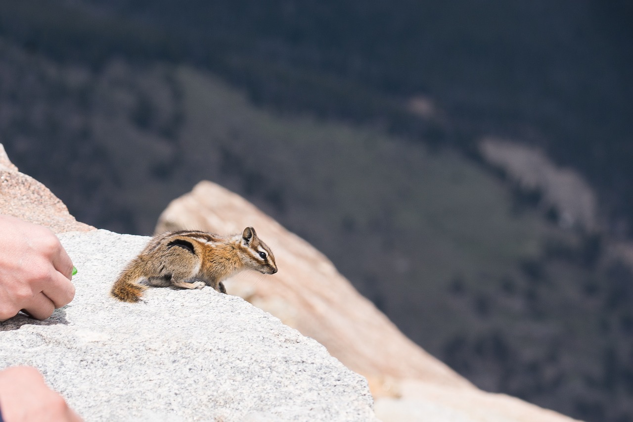 squirrel denver animal free photo