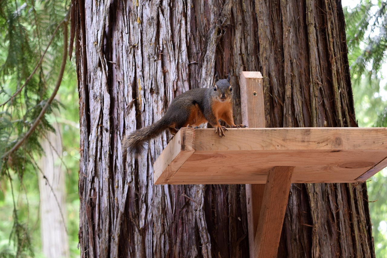 squirrel nature tree free photo