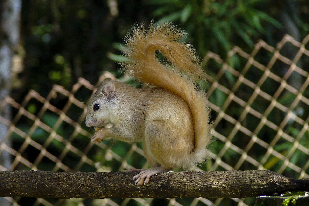 squirrel albino squirrel animal free photo