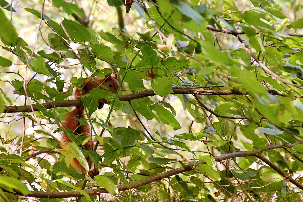 squirrel tree branches free photo