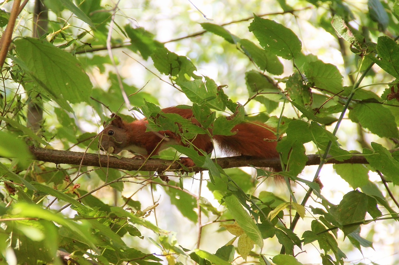 squirrel tree branches free photo