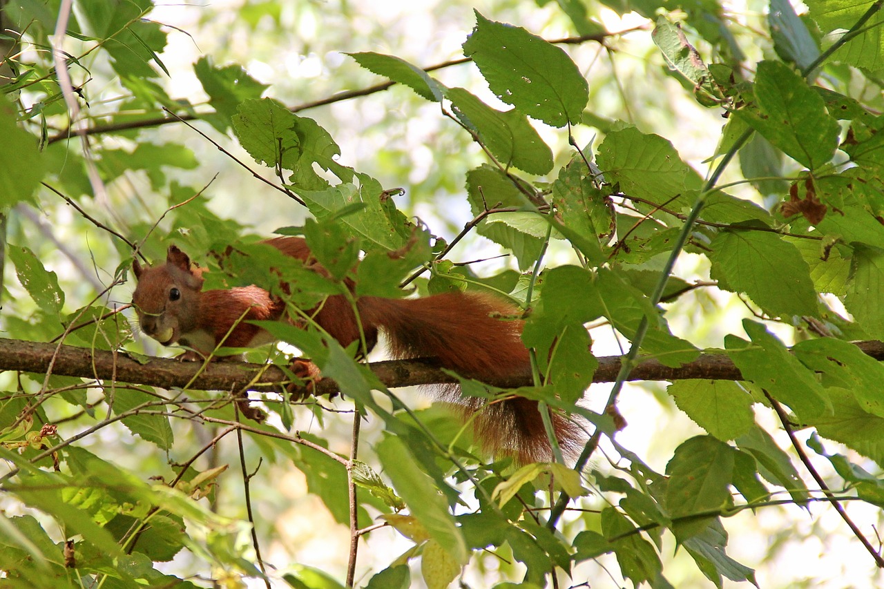 squirrel tree branches free photo