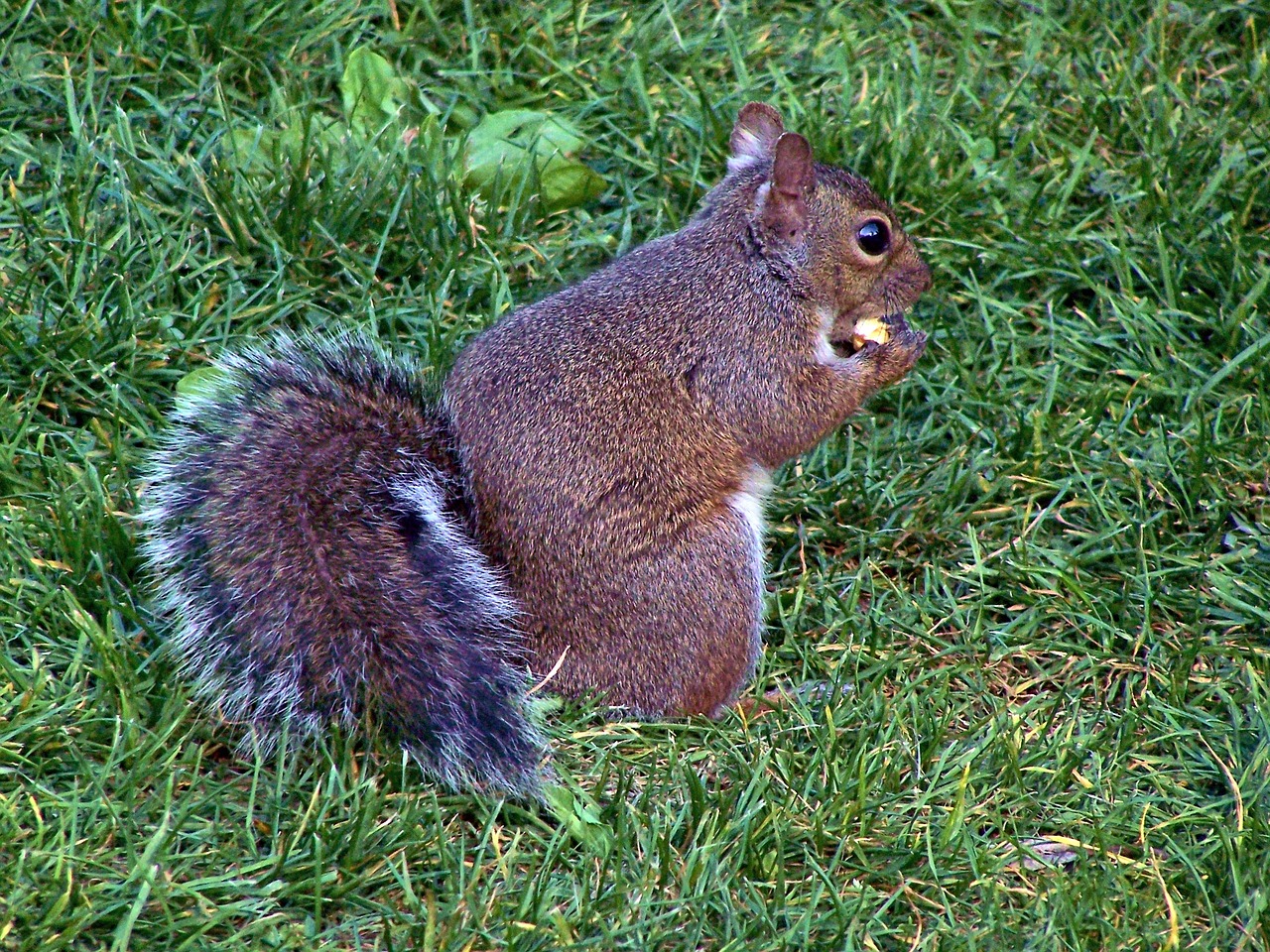 squirrel eat fur free photo