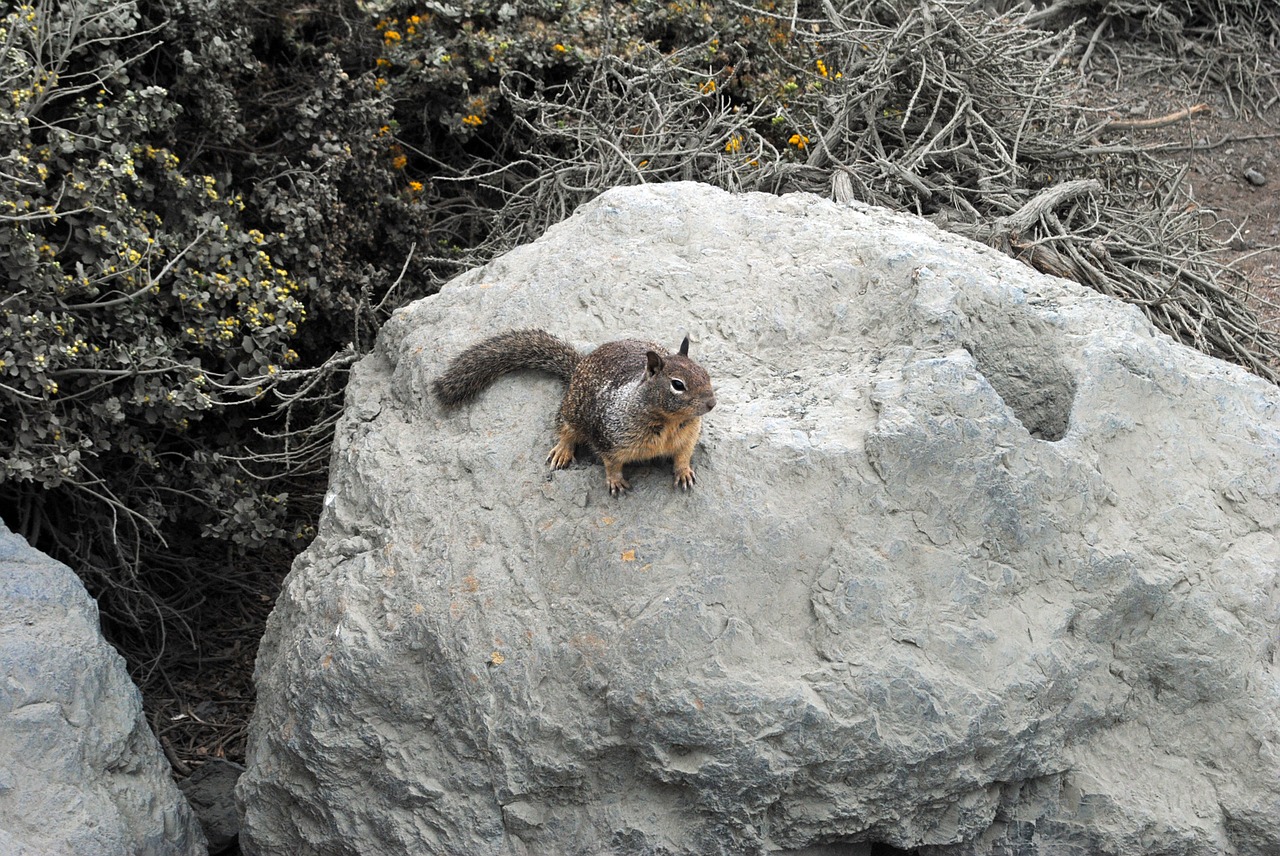 squirrel nature rock free photo