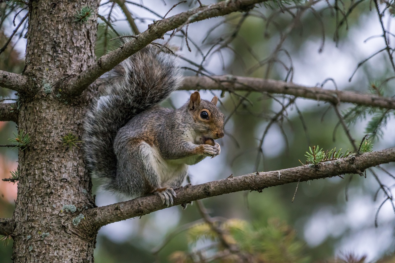 squirrel nut eating free photo