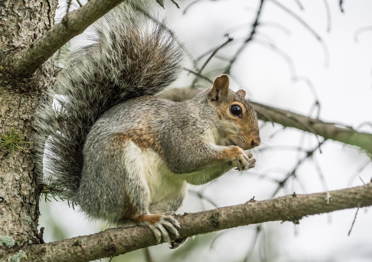 squirrel nut eating free photo