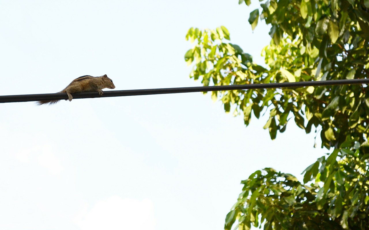 squirrel animal electric wire free photo