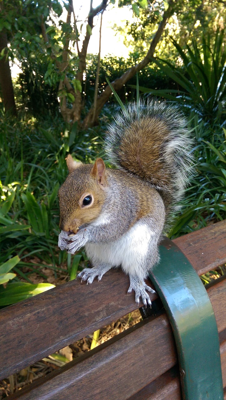 squirrel eating nuts nature free photo