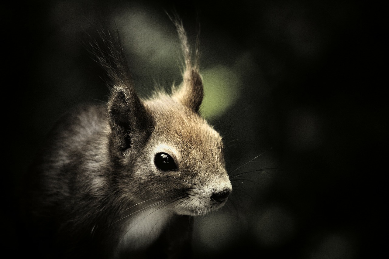 squirrel mammal wildlife free photo